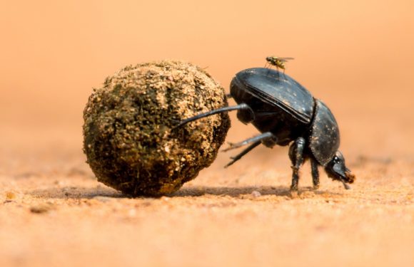 Fini les fraises, amas de bouses… A quoi ressemblerait notre planète sans insectes?