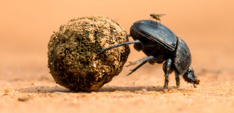Fini les fraises, amas de bouses… A quoi ressemblerait notre planète sans insectes?