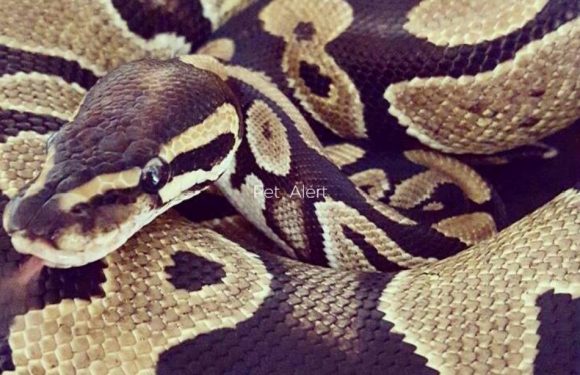 Nice: Quatre pythons (et leurs propriétaires) arrêtés pendant le Carnaval