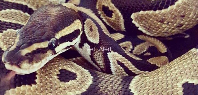 Nice: Quatre pythons (et leurs propriétaires) arrêtés pendant le Carnaval