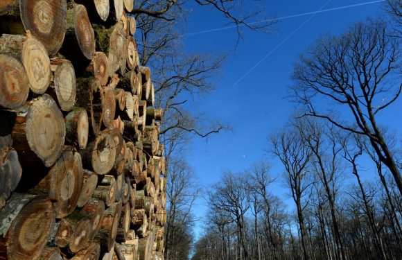 Découvert en Bretagne, un champignon menace de décimer les forêts françaises
