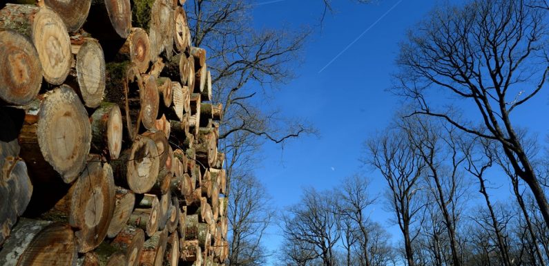 Découvert en Bretagne, un champignon menace de décimer les forêts françaises