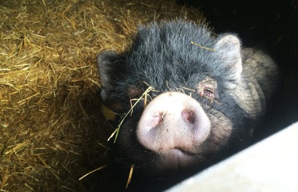 Gard: Une vente de cochons dégénère, il tire un coup de feu en l’air