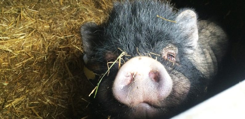 Gard: Une vente de cochons dégénère, il tire un coup de feu en l’air