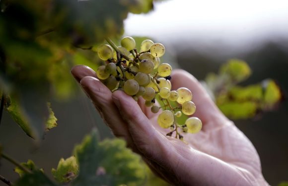 Italie: La culture du Prosecco entraîne une grave érosion des sols