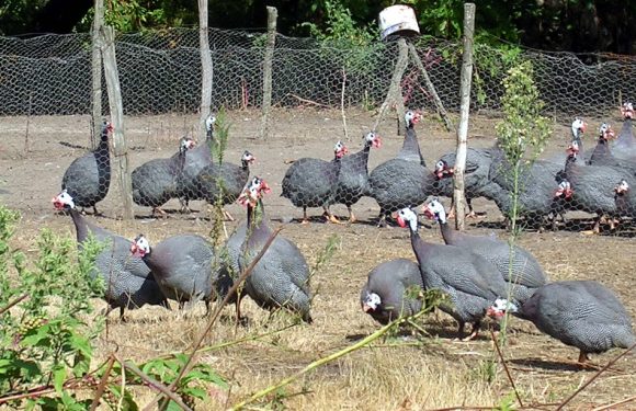Morbihan: Quelque 16.000 pintades meurent dans l&rsquo;incendie d&rsquo;un élevage