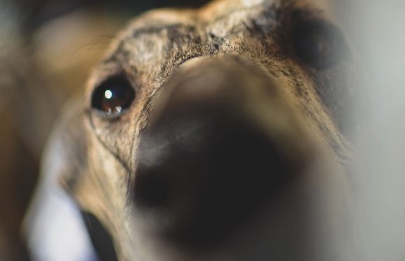 VIDEO. Haute-Garonne: Ils sauvent des galgos, ces lévriers suppliciés par des chasseurs espagnols