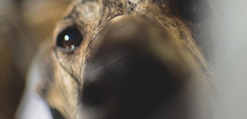 VIDEO. Haute-Garonne: Ils sauvent des galgos, ces lévriers suppliciés par des chasseurs espagnols