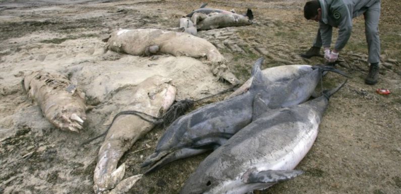 Golfe de Gascogne: Des répulsifs acoustiques sur les bateaux pour enrayer les hécatombes de dauphins