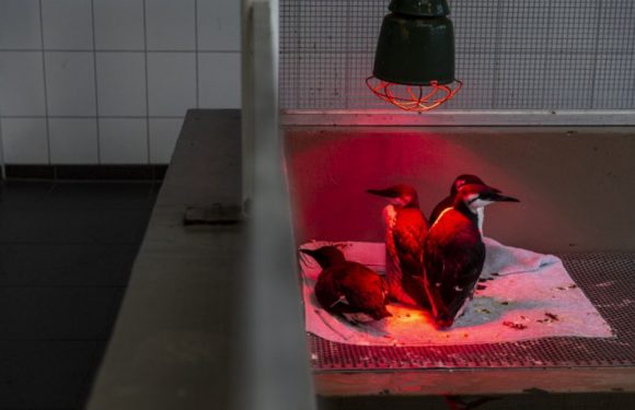 Pays-Bas: La mort inexpliquée de milliers d’oiseaux marins inquiète