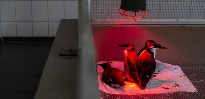 Pays-Bas: La mort inexpliquée de milliers d’oiseaux marins inquiète
