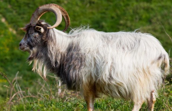 Gard: Offert en cadeau d’anniversaire, un bouc est abandonné devant une école