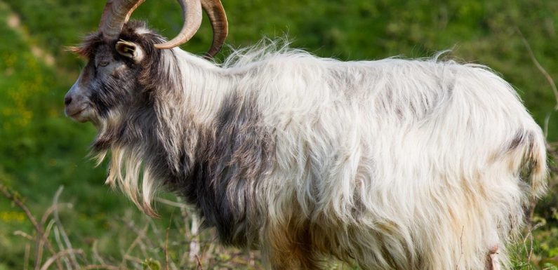Gard: Offert en cadeau d’anniversaire, un bouc est abandonné devant une école