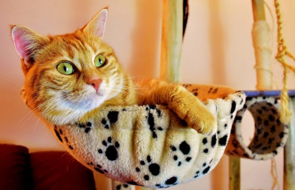 Nord: Perdu à 800 kilomètres de sa maison, le chat rentre finalement chez lui en BlaBlaCar