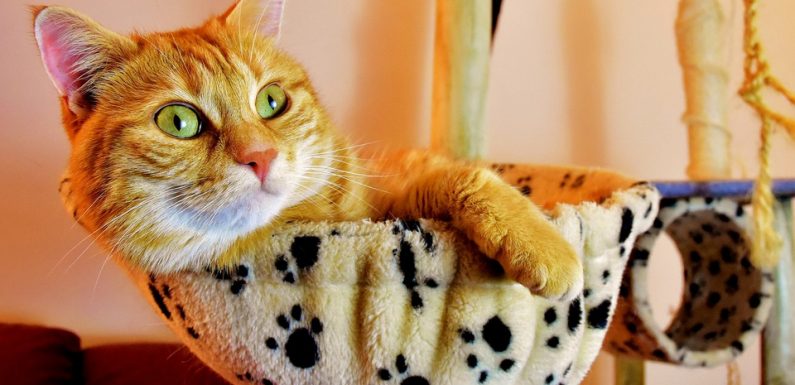 Nord: Perdu à 800 kilomètres de sa maison, le chat rentre finalement chez lui en BlaBlaCar
