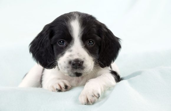 Vendée: Il finit en prison après avoir fait subir des sévices à son chiot