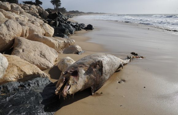 Gironde: Une centaine de dauphins échoués en deux semaines sur la côte Atlantique