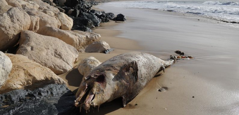 Gironde: Une centaine de dauphins échoués en deux semaines sur la côte Atlantique