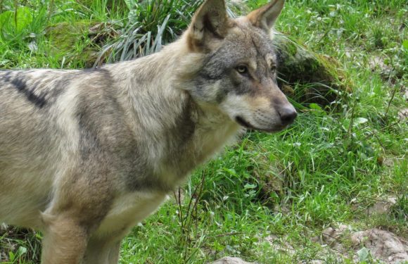 Limousin: Comment faire cohabiter le loup avec des élevages en plein air