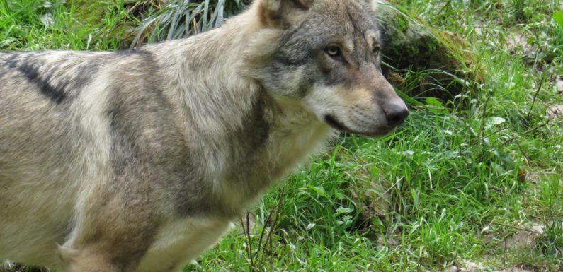 Limousin: Comment faire cohabiter le loup avec des élevages en plein air