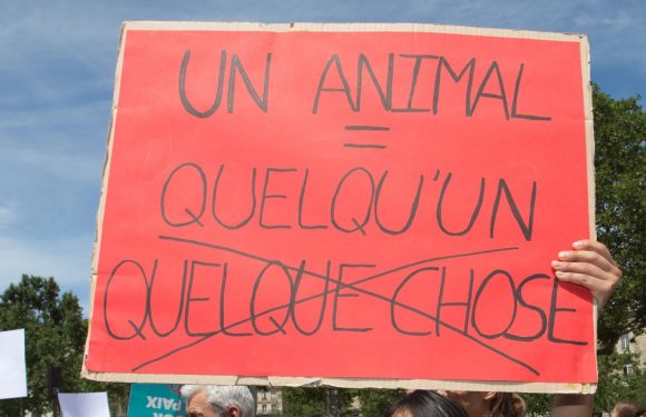 Nord: Un restaurant à nouveau vandalisé par des tags antispécistes et des cocktails molotov