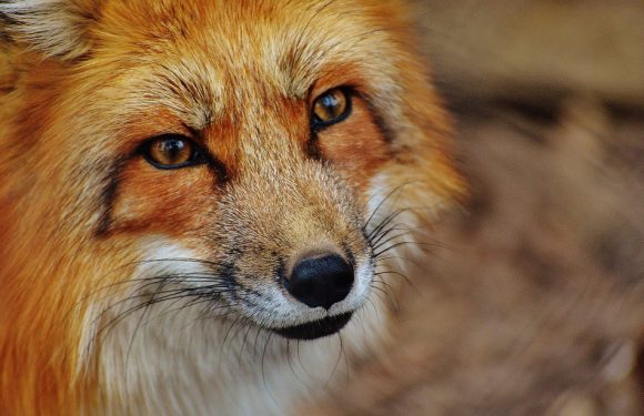 AUDIO: «Minute Papillon!»: L’intelligence des animaux à sa journée mondiale, des nano-sondes pour comprendre le cerveau