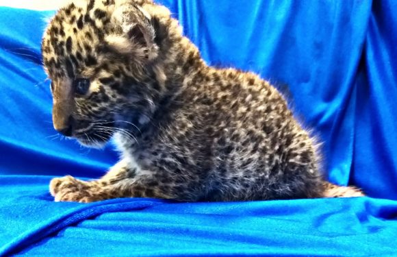 VIDEO. Inde: Un bébé léopard retrouvé dans un bagage à main