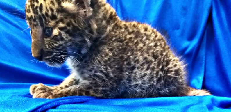 VIDEO. Inde: Un bébé léopard retrouvé dans un bagage à main
