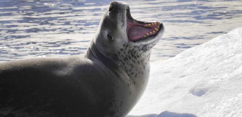 Nouvelle-Zélande: Une clé USB exploitable découverte dans les excréments d’un léopard de mer