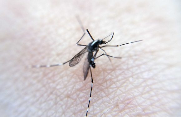 Nouvelle-Calédonie: Une gendarme meurt de la dengue