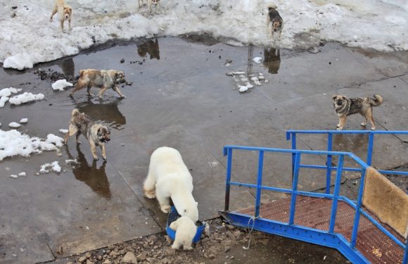 Pourquoi des ours polaires se sont-ils installés dans un village russe?