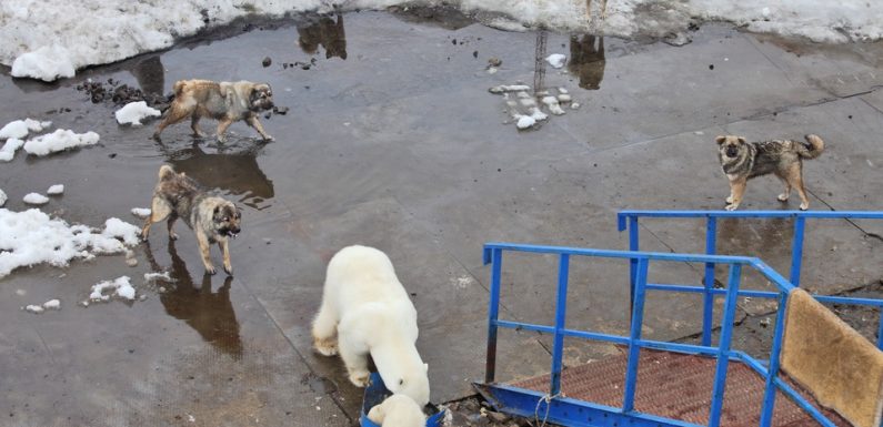 Pourquoi des ours polaires se sont-ils installés dans un village russe?