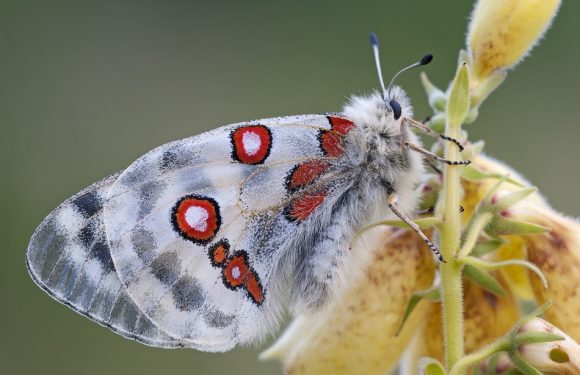 L’opération Satanas aboutit au démantèlement d’un trafic d’insectes rares en Occitanie