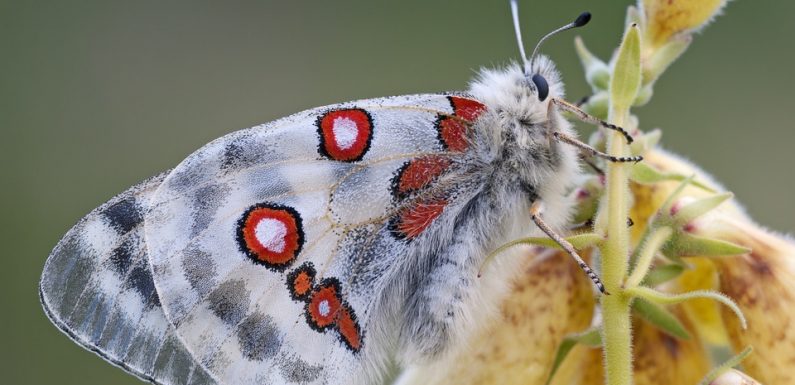 L’opération Satanas aboutit au démantèlement d’un trafic d’insectes rares en Occitanie