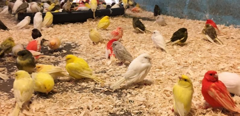Belgique: Pourquoi plus de deux mille canaris et perruches ont failli être euthanasiés?