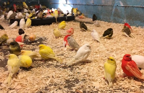 Belgique: Pourquoi plus de deux mille canaris et perruches ont failli être euthanasiés?