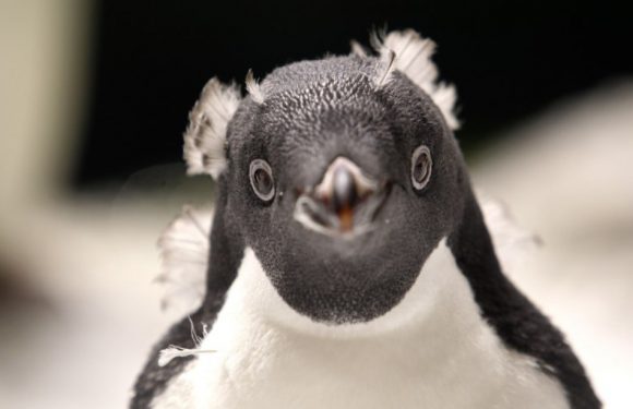 Mexique: Deux manchots Adelie naissent au zoo de Guadalajara