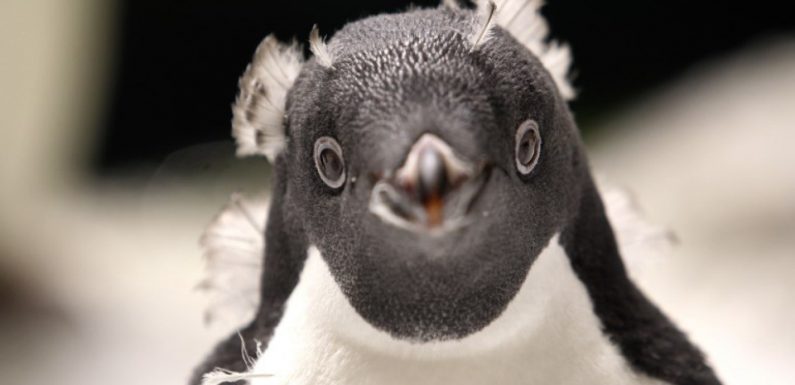 Mexique: Deux manchots Adelie naissent au zoo de Guadalajara