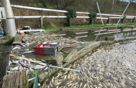 Bretagne: Du lisier dans un ruisseau, 40 tonnes de poissons morts