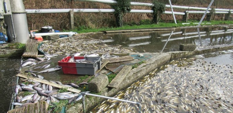 Bretagne: Du lisier dans un ruisseau, 40 tonnes de poissons morts