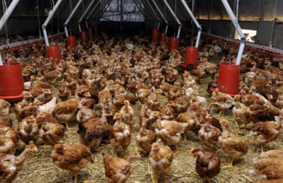 Agriculture: Les élevages «bio» en route aussi vers l’industrialisation?