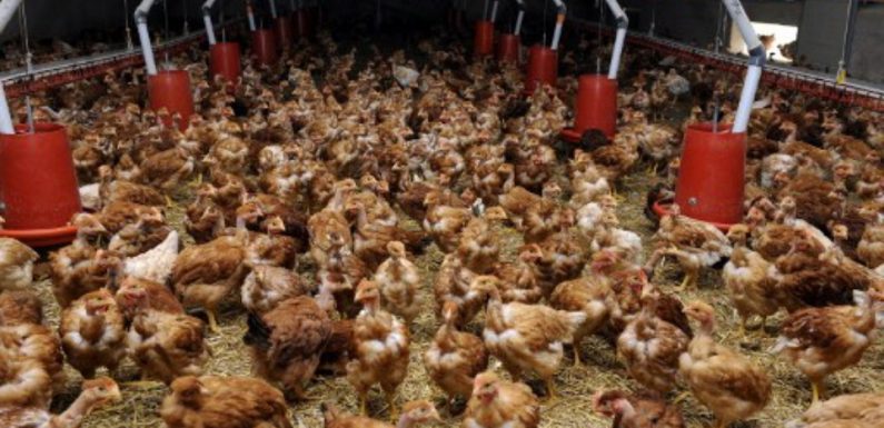 Agriculture: Les élevages «bio» en route aussi vers l’industrialisation?