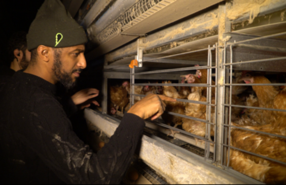 VIDEO. Somme : Le rappeur Stomy Bugsy au chevet de poules pondeuses en batterie