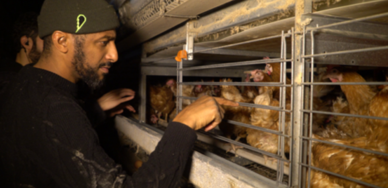 VIDEO. Somme : Le rappeur Stomy Bugsy au chevet de poules pondeuses en batterie