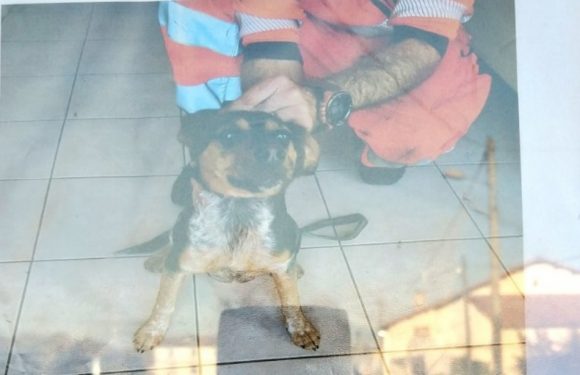 Tarn: Des agents SNCF récupèrent un chien sur la voie ferrée, son propriétaire recherché