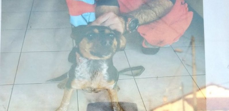 Tarn: Des agents SNCF récupèrent un chien sur la voie ferrée, son propriétaire recherché