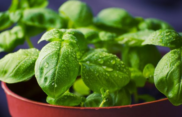 Strasbourg: Le Pousse-Légume, un potager encastrable à installer entre le four et le frigo dans votre cuisine