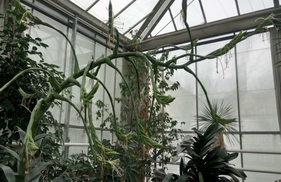 Pourquoi une orchidée géante attire-t-elle les curieux dans le Val-de-Marne?