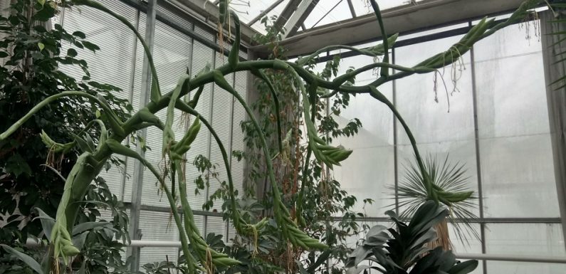 Pourquoi une orchidée géante attire-t-elle les curieux dans le Val-de-Marne?