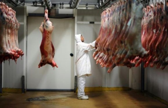 Gard: A l’origine du scandale sur l’abattage dénoncé par L214, le directeur de l’abattoir d’Alès devant la justice
